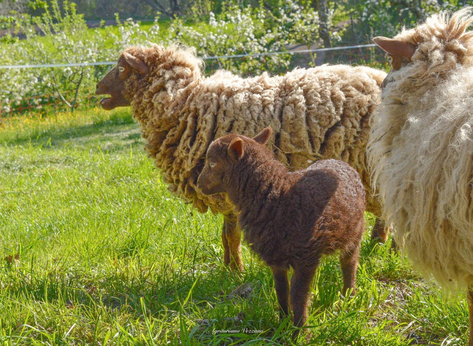 Agriturismo Vezzano * Chiusi della Verna